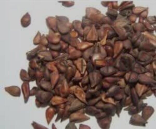 Beeh Dana - Bahi Dana | Quince Fruit Seeds ( بہی دانہ) - 20 Grams