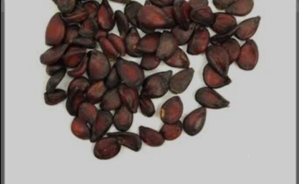 Beeh Dana - Bahi Dana | Quince Fruit Seeds ( بہی دانہ) - 20 Grams - Image 5