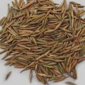 INDAR JO TALAKH - KARWAY JO 10 GRAMS HIGH QUALITY