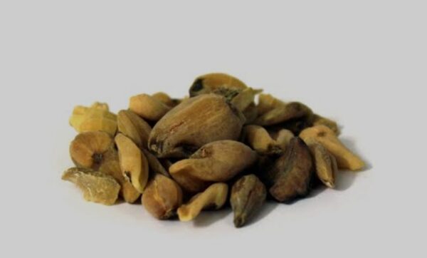 Suranjan Talakh 10gm - Crocus Bitter - 100% Original, Fresh and Pure Soranjan / Suranja / Soranja Talkh / Karwa 10 grams by Herbisol - Image 2