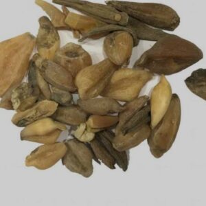 Suranjan Talakh 10gm - Crocus Bitter - 100% Original, Fresh and Pure Soranjan / Suranja / Soranja Talkh / Karwa 10 grams by Herbisol