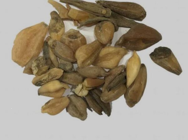 Suranjan Talakh 10gm - Crocus Bitter - 100% Original, Fresh and Pure Soranjan / Suranja / Soranja Talkh / Karwa 10 grams by Herbisol - Image 3