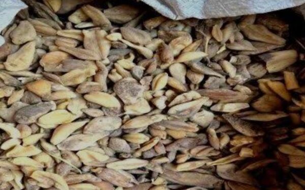 Suranjan Talakh 10gm - Crocus Bitter - 100% Original, Fresh and Pure Soranjan / Suranja / Soranja Talkh / Karwa 10 grams by Herbisol - Image 5