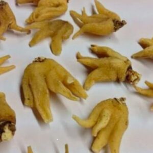 Organic Salab panja 10g | saleb panja | salib punja | salib panja | salab panga | salab panjang 10 gram
