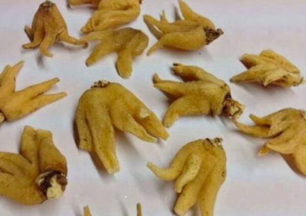 Organic Salab panja 10g | saleb panja | salib punja | salib panja | salab panga | salab panjang 10 gram - Image 2
