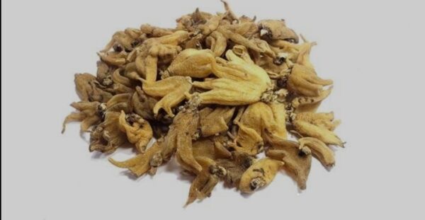 Organic Salab panja 10g | saleb panja | salib punja | salib panja | salab panga | salab panjang 10 gram - Image 3
