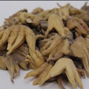 Organic Salab panja 10g | saleb panja | salib punja | salib panja | salab panga | salab panjang 10 gram