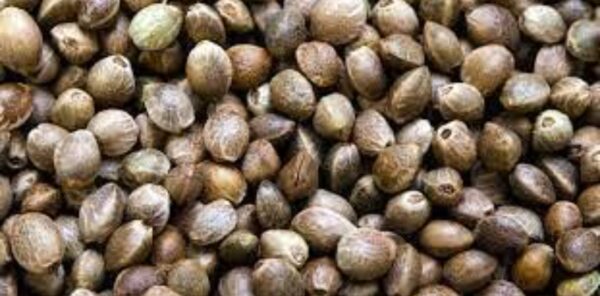 Organic Hemp Seed Bhang Seed Tukhum Qinab for Birds - 10g