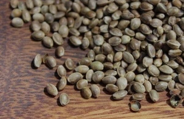 Organic Hemp Seed Bhang Seed Tukhum Qinab for Birds - 10g - Image 3