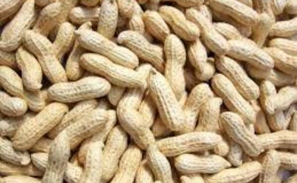 Organic Bites Groundnut With Shell, Raw Peanut, Sabut Mungfali 400g - Image 2