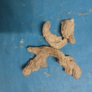 kunjan boti / 10g