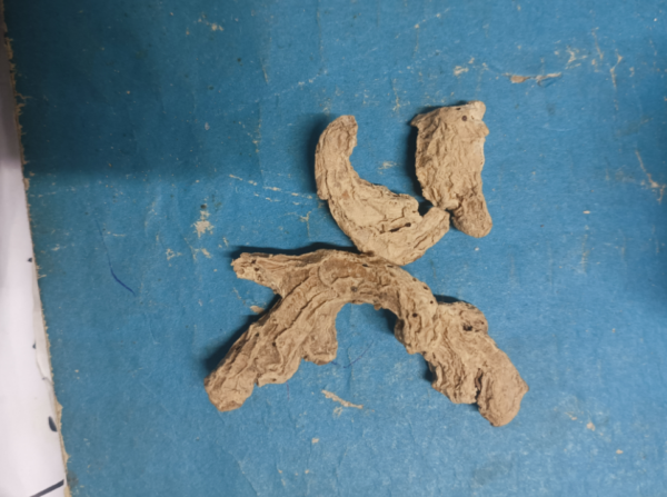 kunjan boti / 10g - Image 3