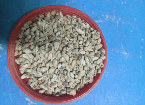 mugaz banola / panba dana / 10g